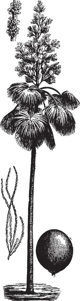 ceylon palma Vintage ▾ illustrazione. vettore