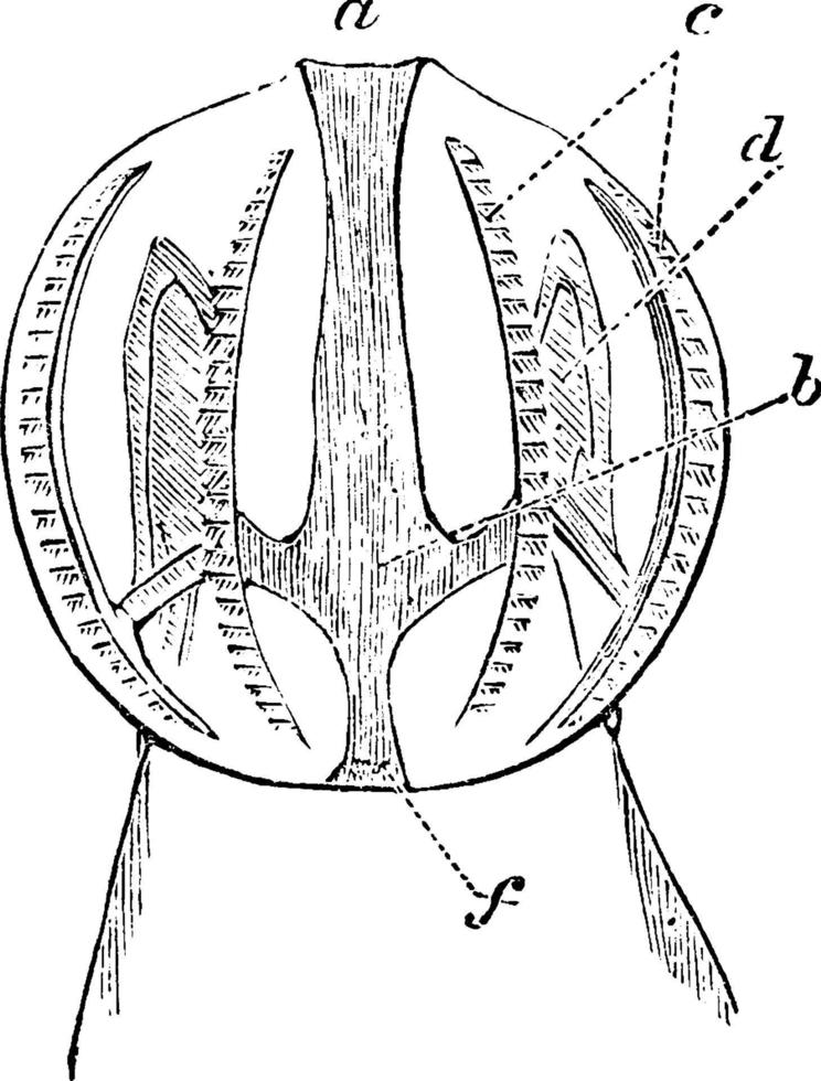 ctenopore, Vintage ▾ illustrazione. vettore