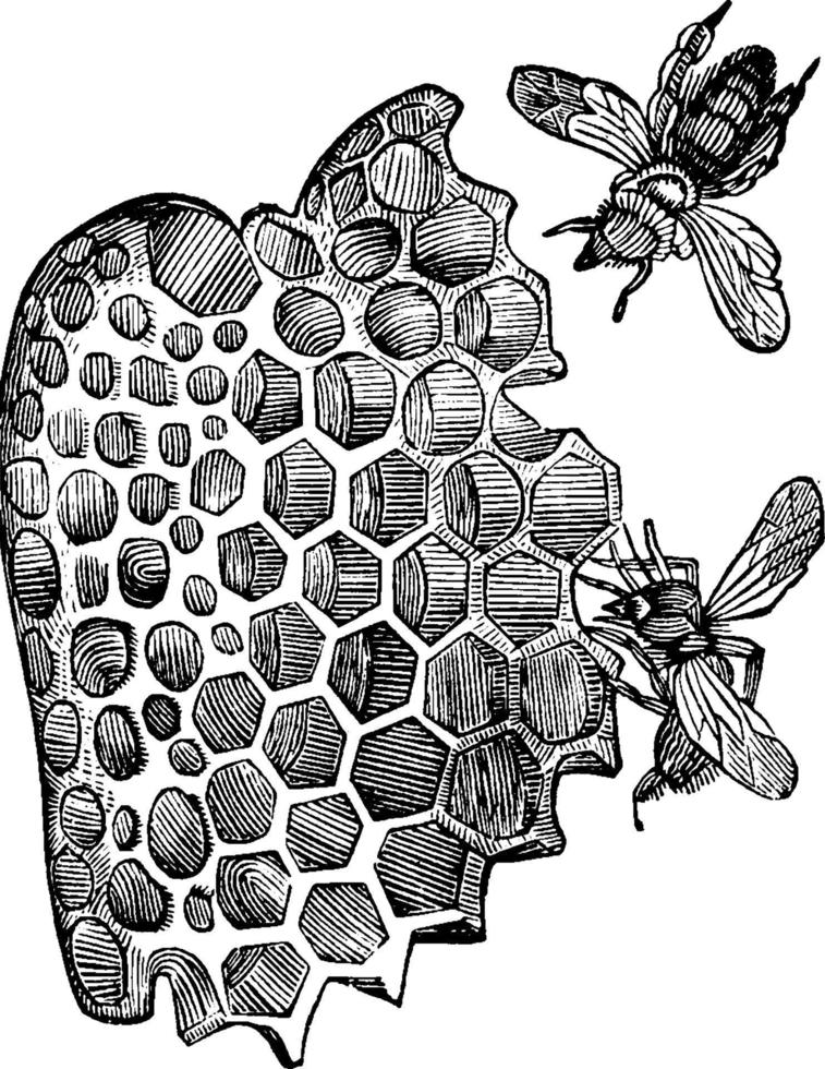 cellule di miele api, Vintage ▾ illustrazione. vettore