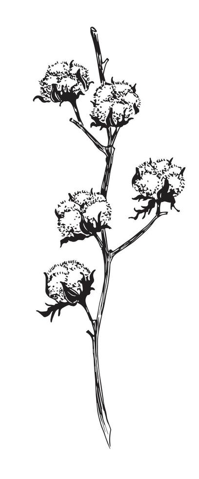 cotone ramo con palle di soffice pianta. vettore mano disegnato botanico schizzo nel retrò schema stile. disegno di fiore su isolato sfondo