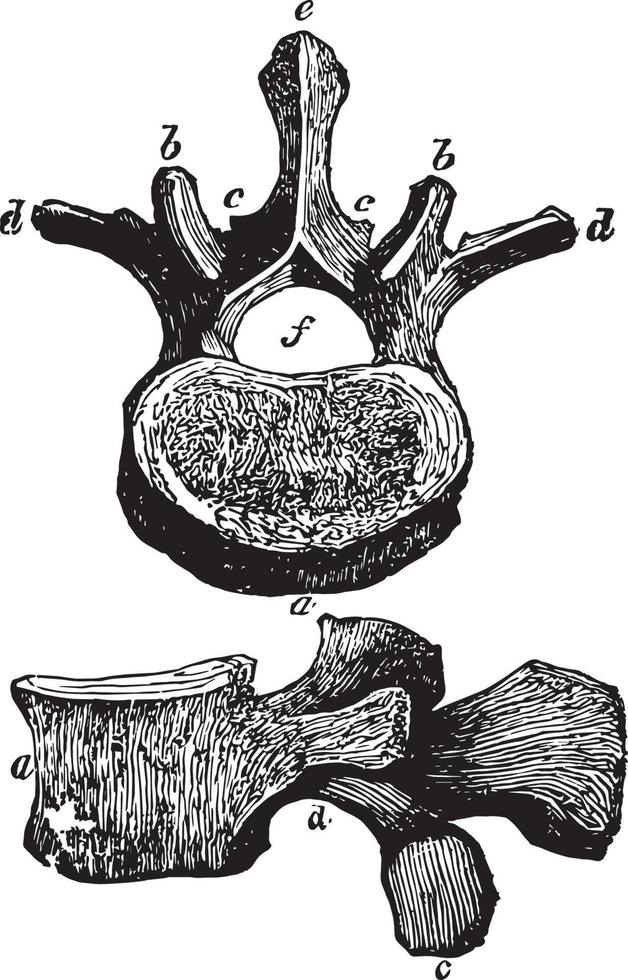 vertebra di il lombi, Vintage ▾ illustrazione. vettore