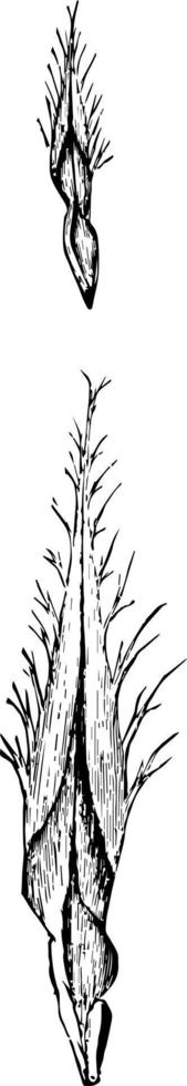 foglia lunga pino pinus palustris mulino.. Due per terzi naturale taglia. primario foglia brattee ingrandita Vintage ▾ illustrazione. vettore