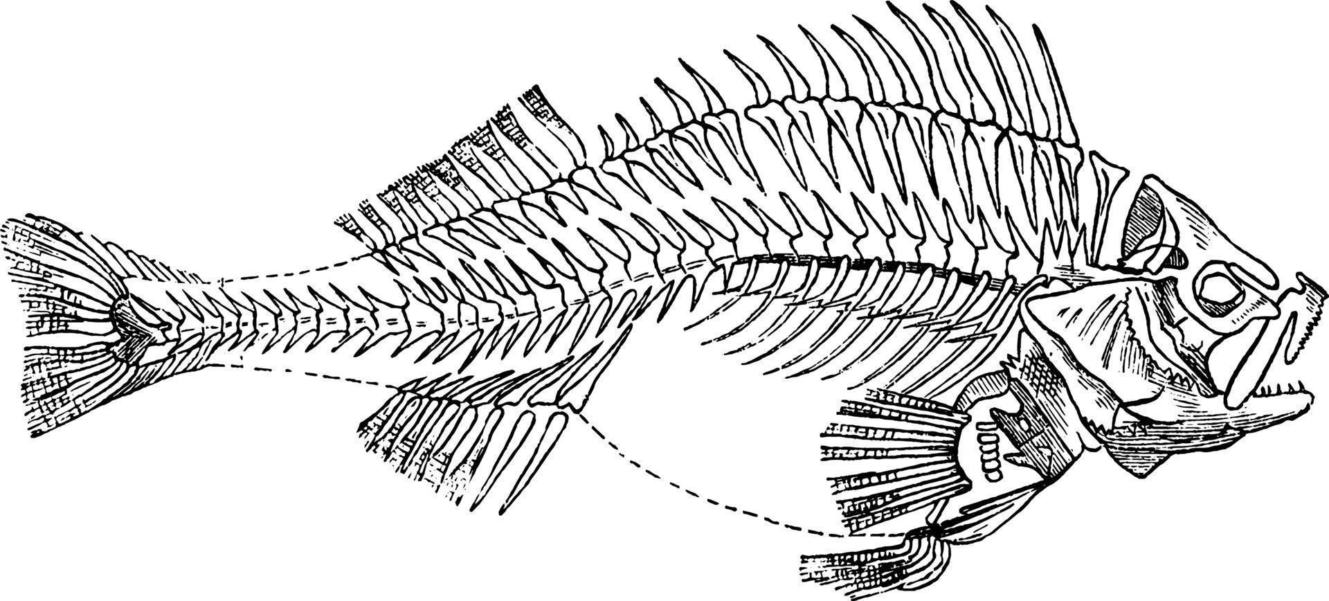 pesce scheletro, Vintage ▾ illustrazione. vettore