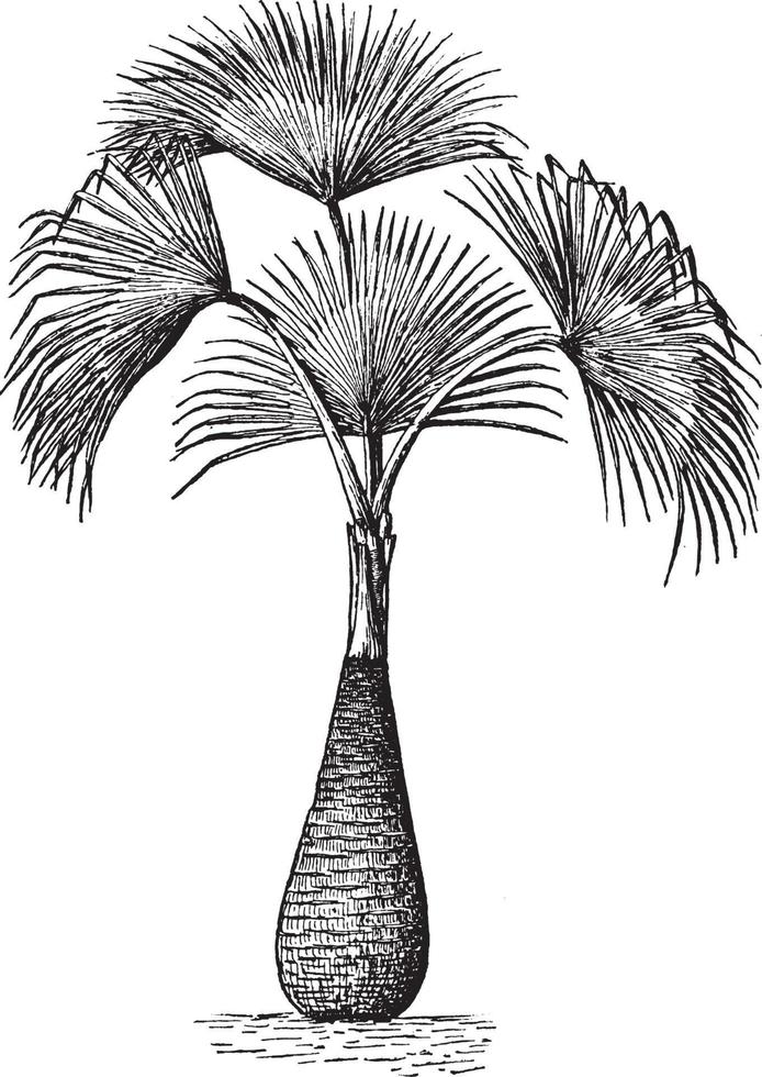 Sabal palmetto Vintage ▾ illustrazione. vettore