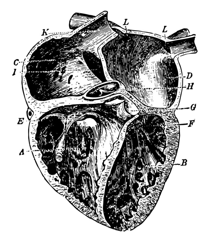 cuore, Vintage ▾ illustrazione. vettore