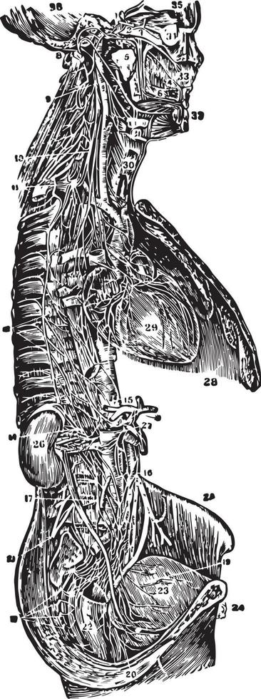 il grande comprensivo nervo, Vintage ▾ illustrazione. vettore
