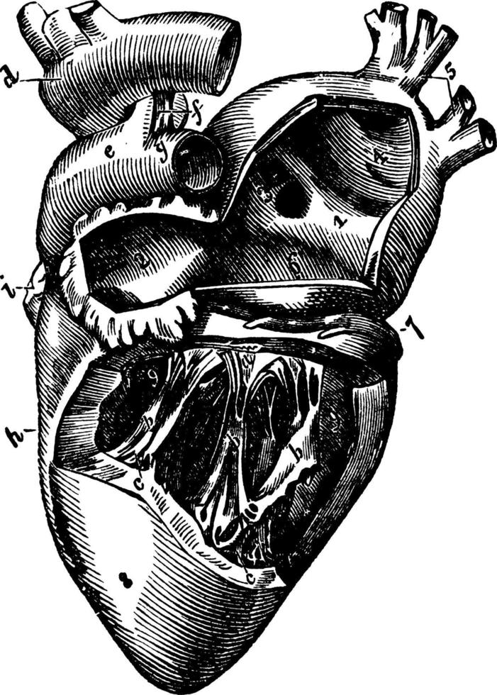 sinistra lato di il cuore, Vintage ▾ illustrazione. vettore