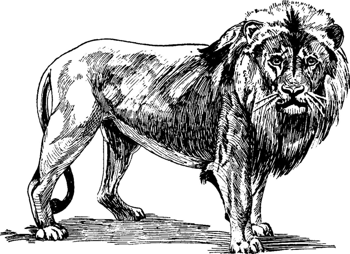 Leone panthera Leo felidi, Vintage ▾ illustrazione. vettore