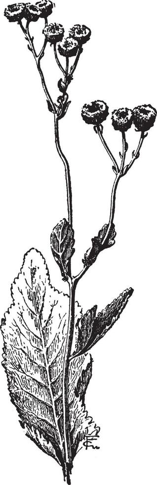 crisantemo balsamita tanacetoidi Vintage ▾ illustrazione. vettore