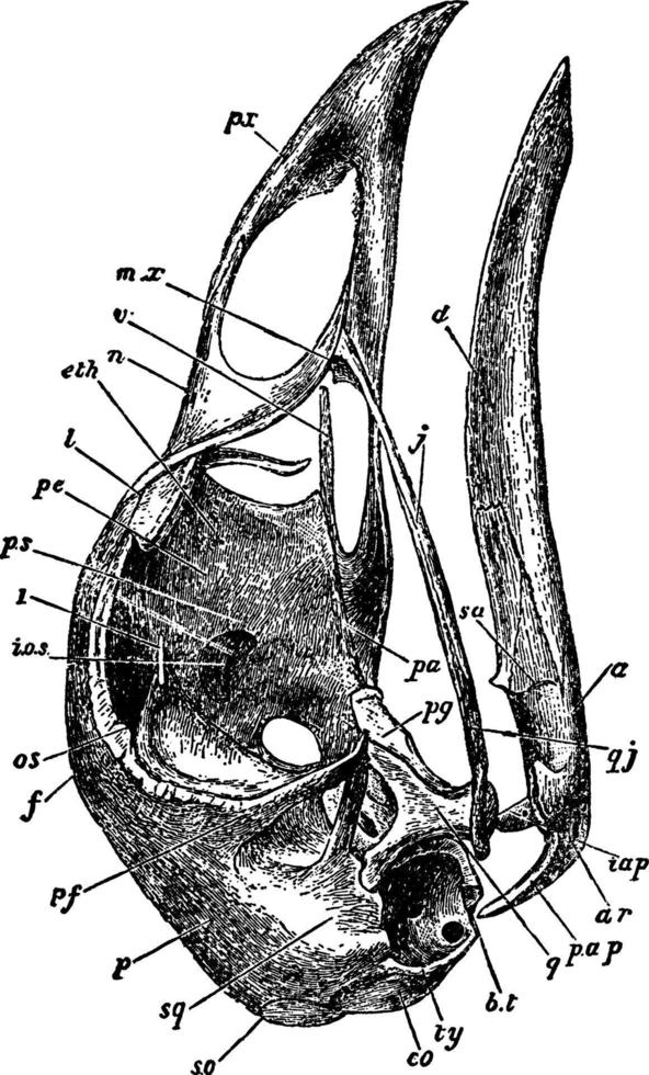 pollame cranio, Vintage ▾ illustrazione. vettore