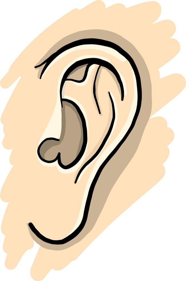 umano orecchio, illustrazione, vettore su bianca sfondo.