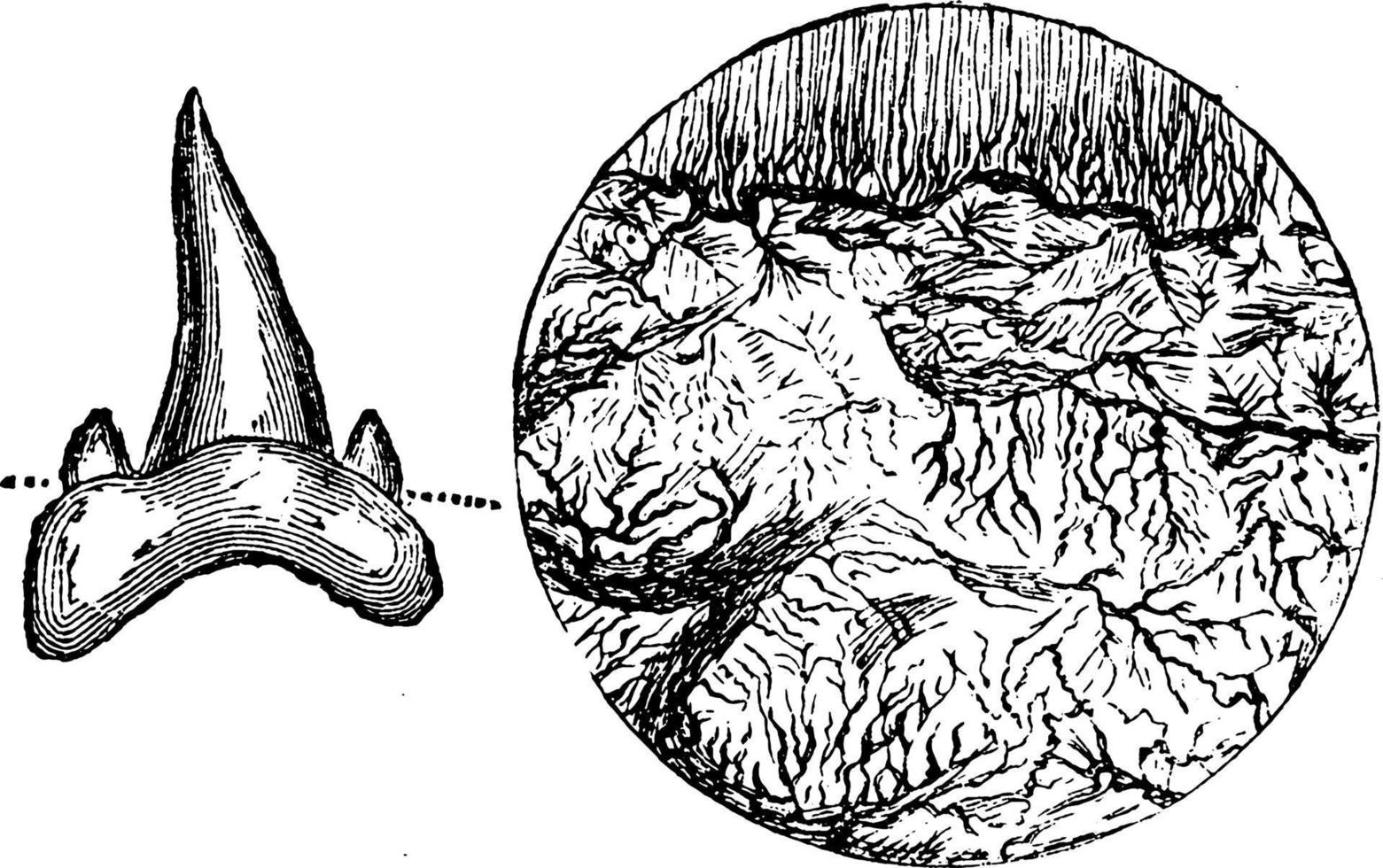 pesce dente fossile, Vintage ▾ illustrazione. vettore