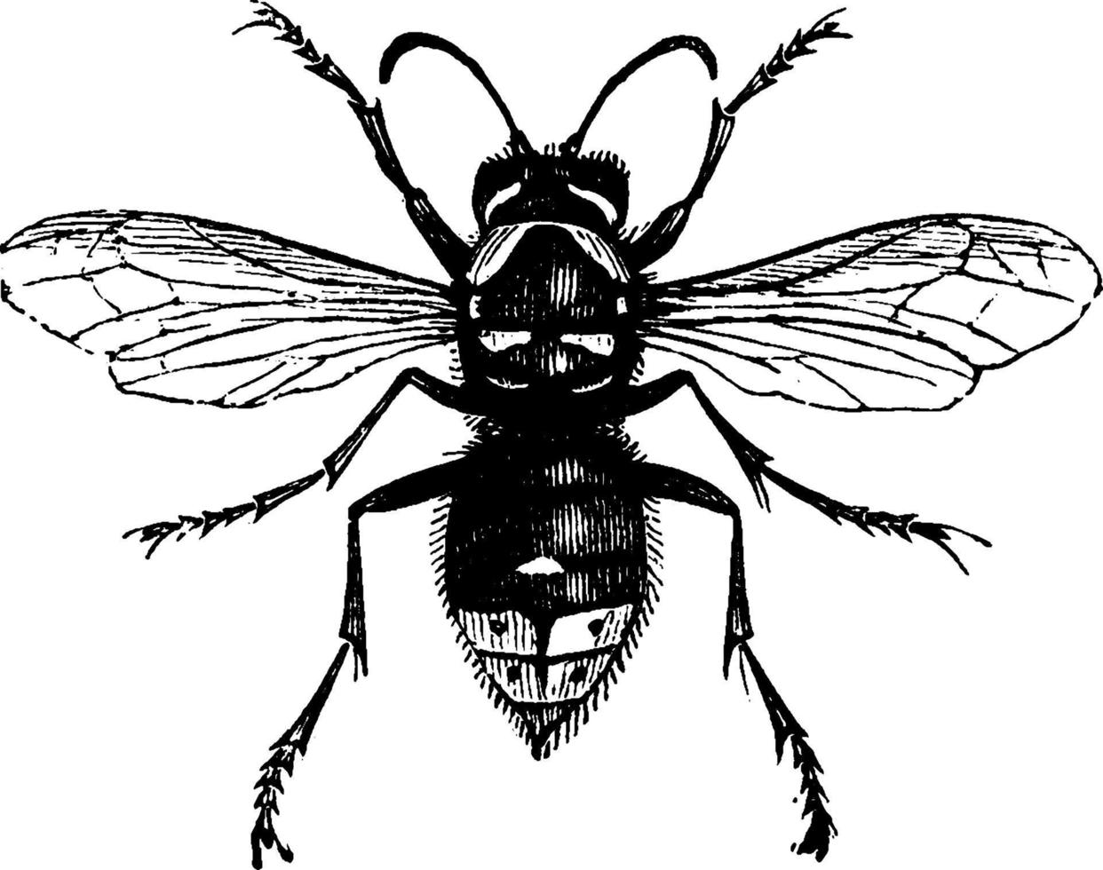 calabrone o vespa, Vintage ▾ illustrazione vettore