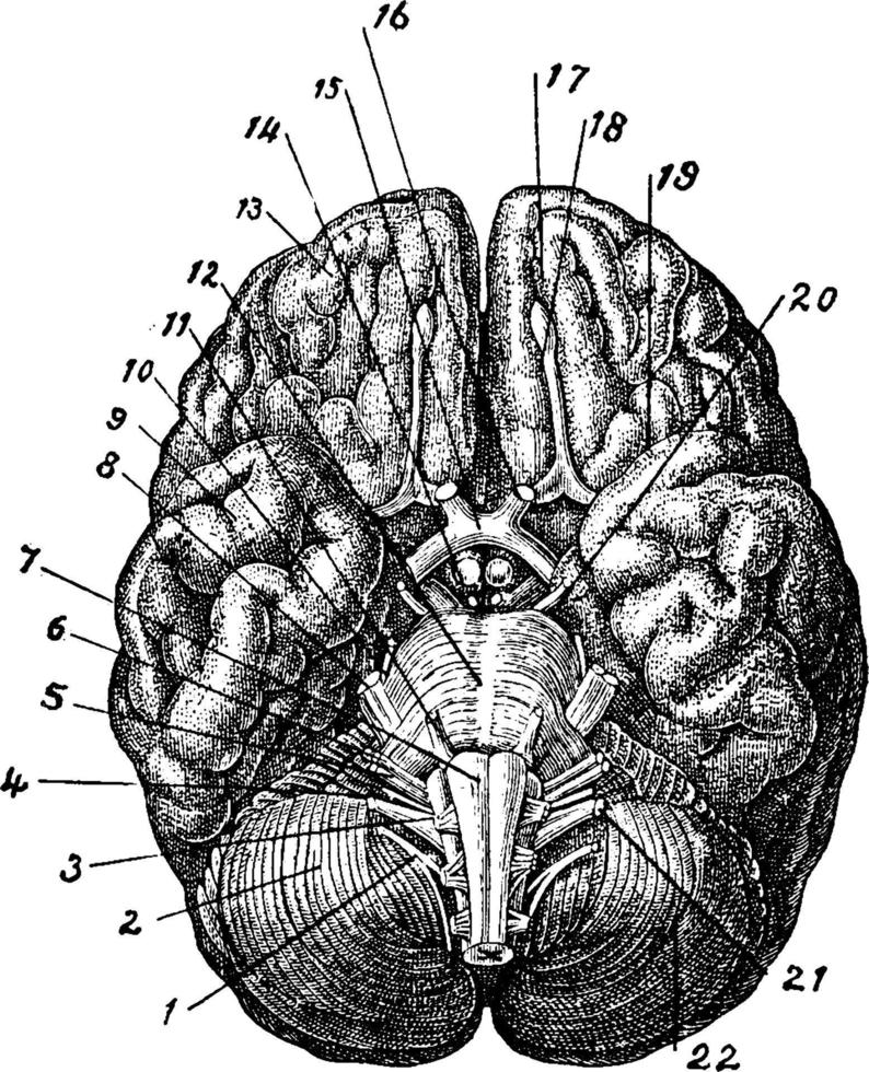 cervello, Vintage ▾ illustrazione. vettore