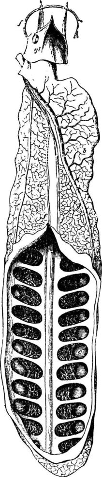 ceratodus polmone, Vintage ▾ illustrazione. vettore