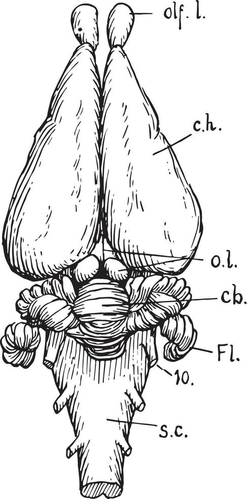 dorsale Visualizza di coniglio cervello, Vintage ▾ illustrazione vettore