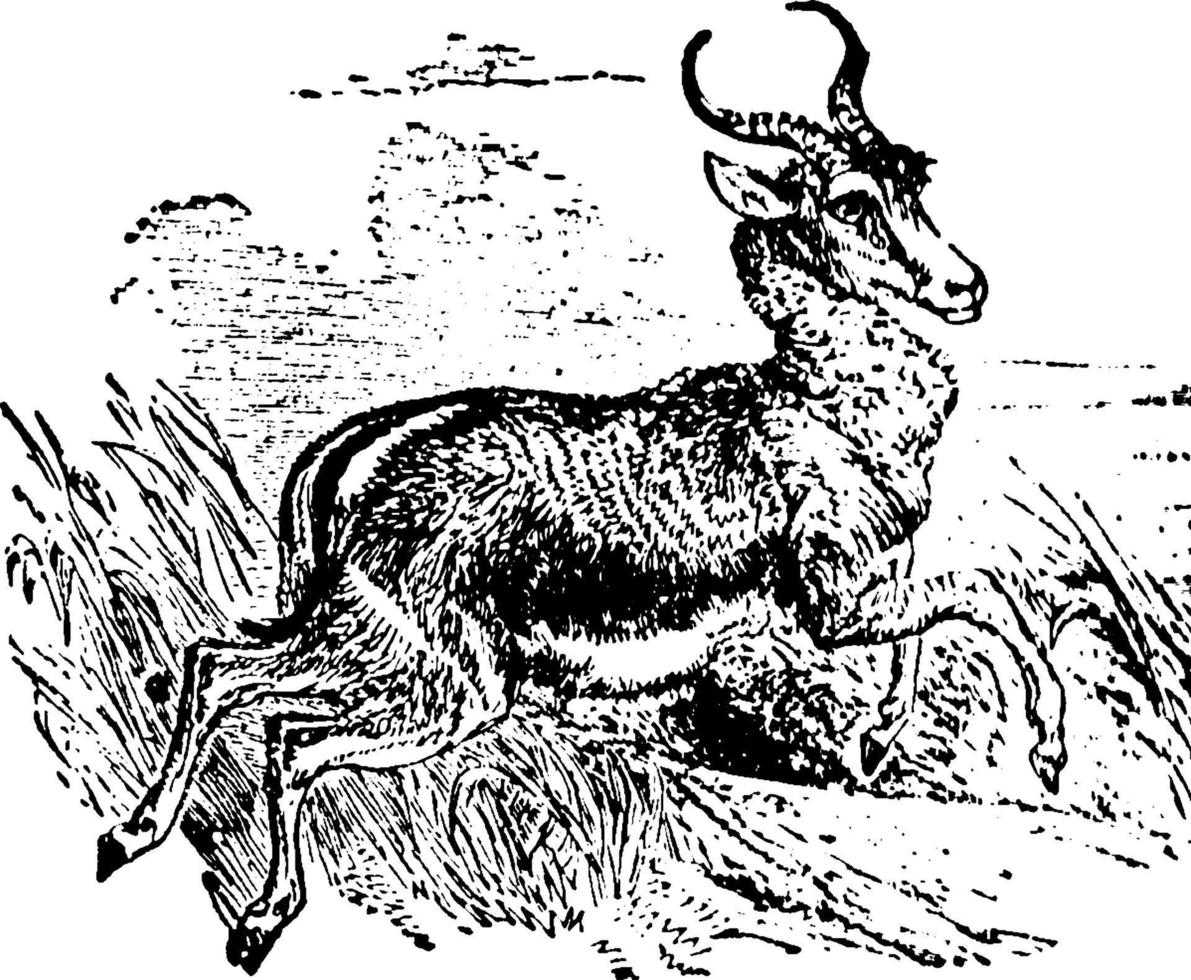 Springbok, Vintage ▾ illustrazione. vettore