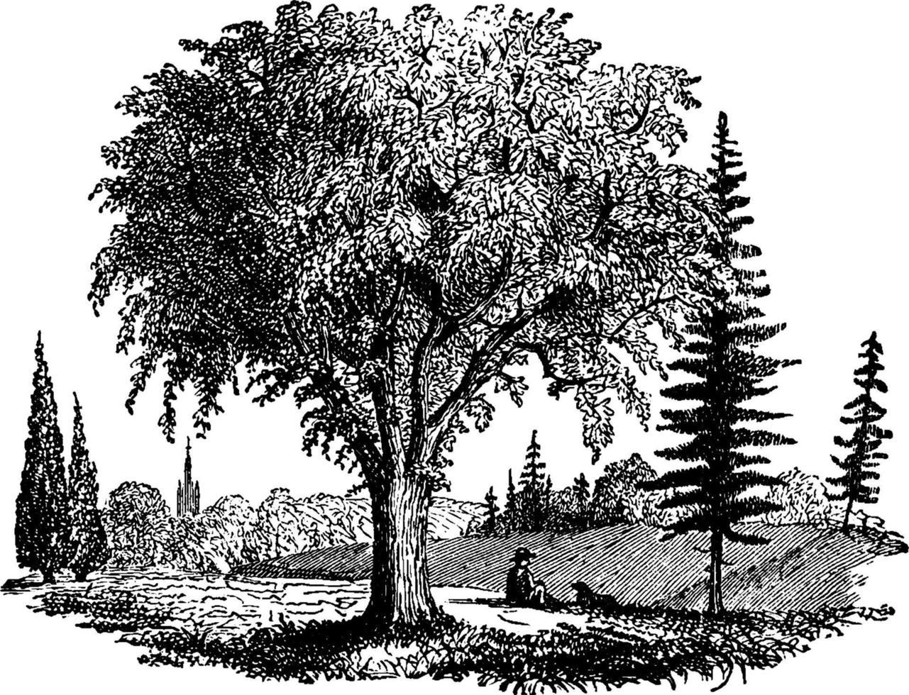 campo di alberi Vintage ▾ illustrazione. vettore