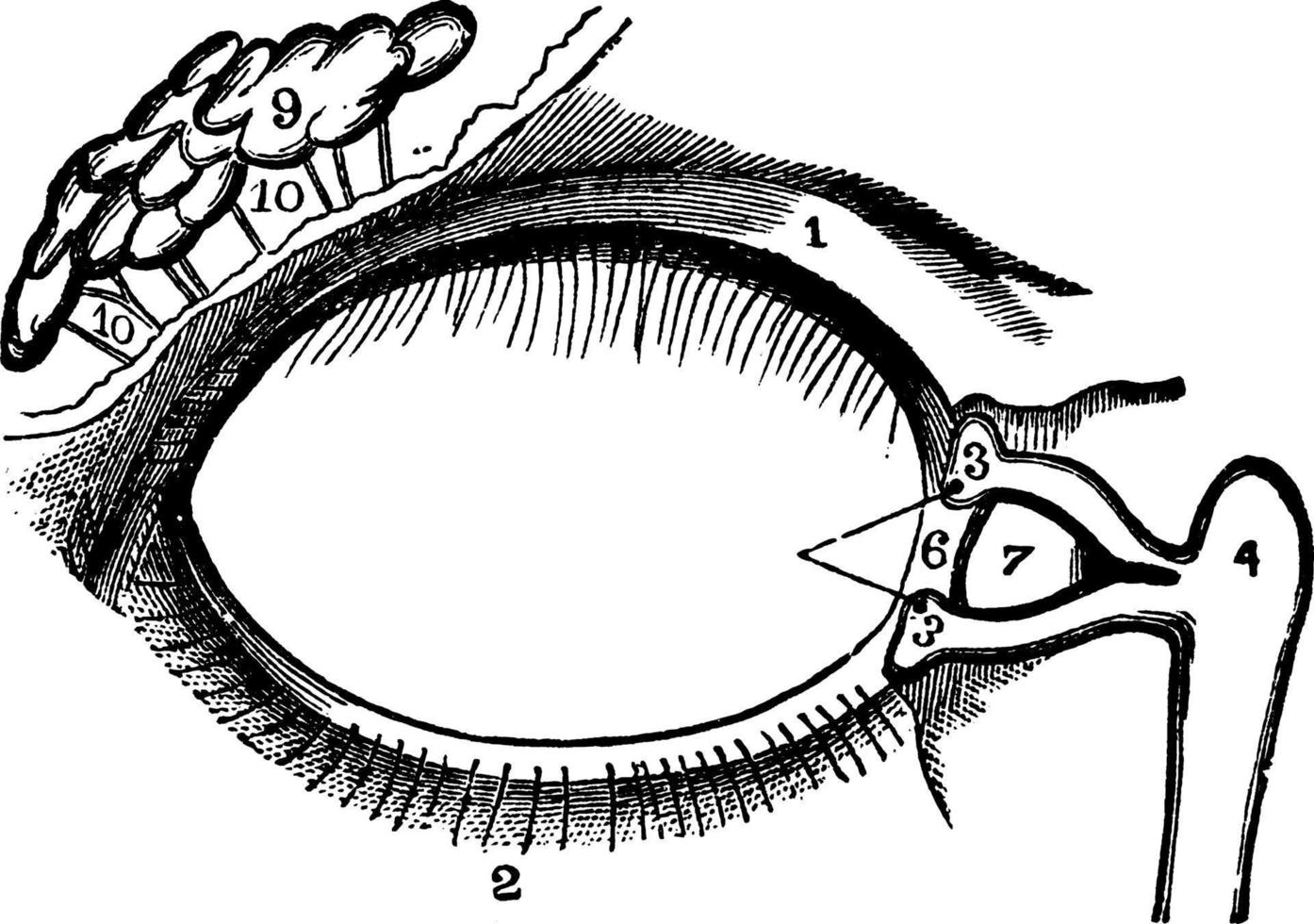 lacrimale apparato, Vintage ▾ illustrazione vettore