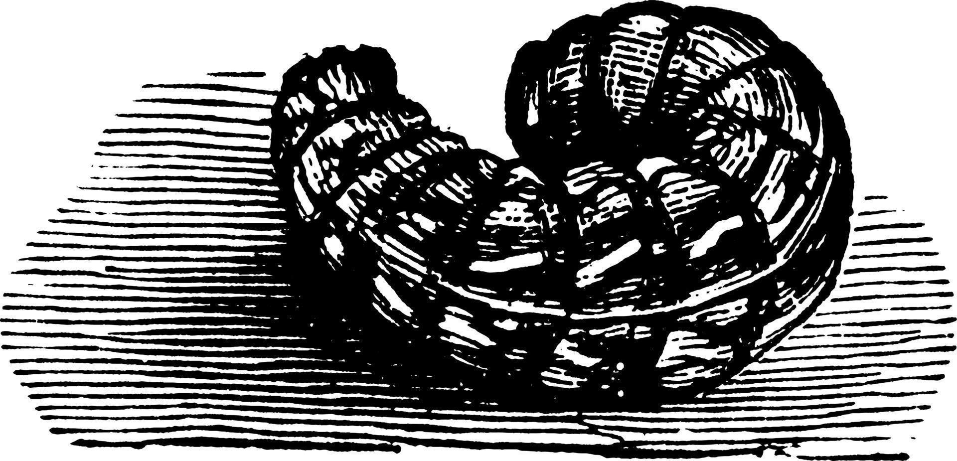 cutworm o noctua clandestino, Vintage ▾ illustrazione. vettore