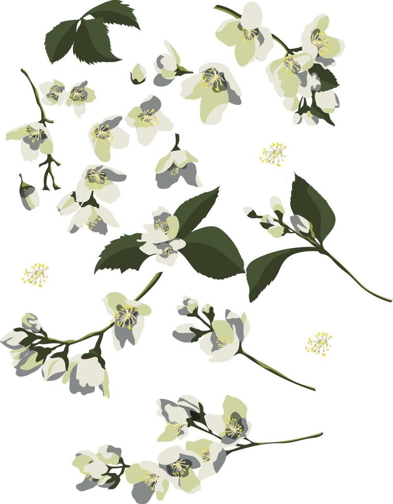 impostato di floreale design elementi, gelsomino fiori e mini cuffie, le foglie e steli. isolato su bianca sfondo vettore