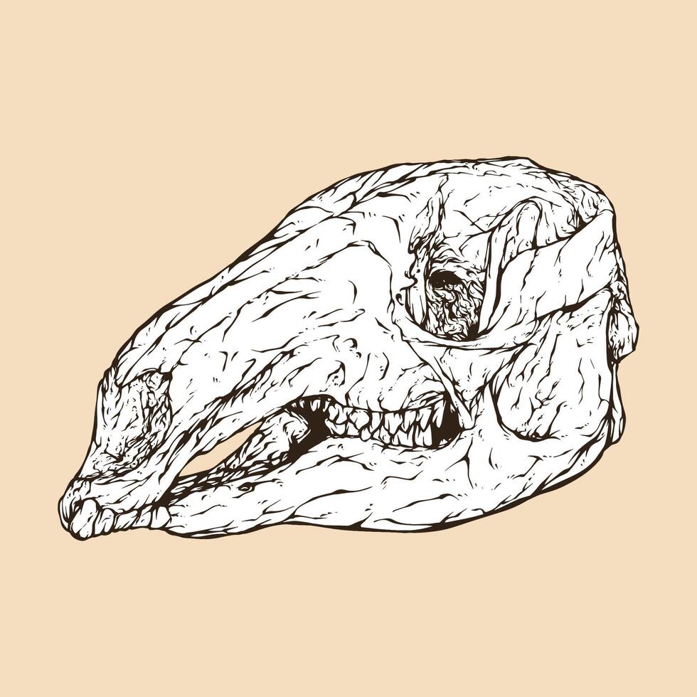 rosso canguro cranio testa vettore illustrazione