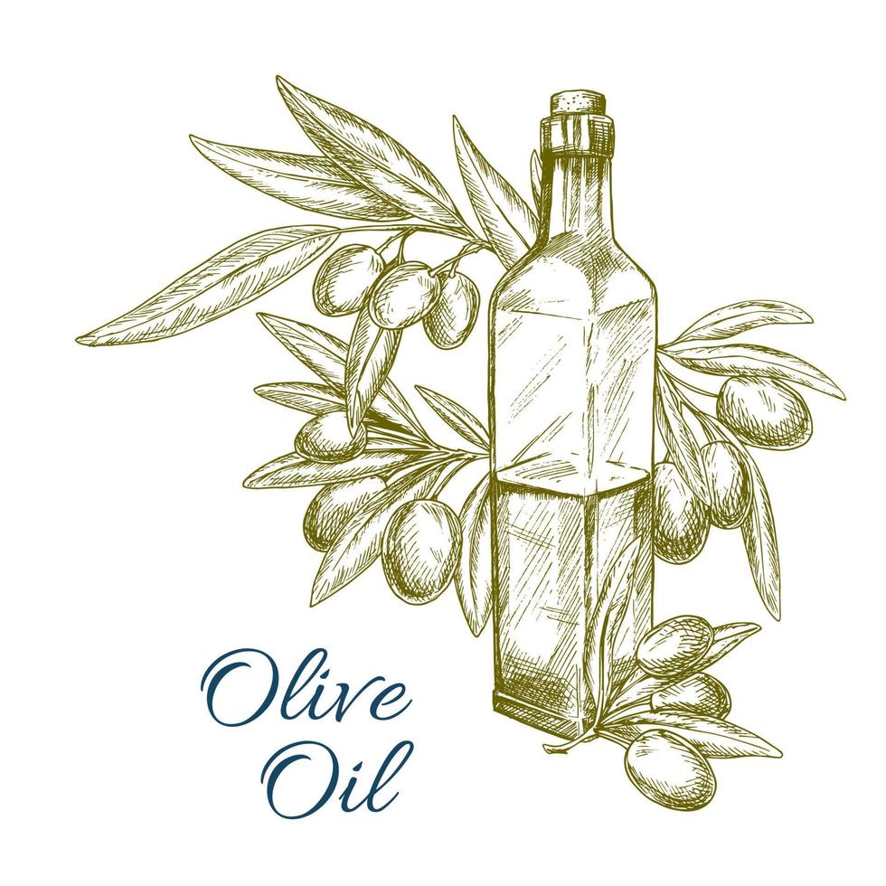 oliva olio bottiglia e olive ramo vettore schizzo