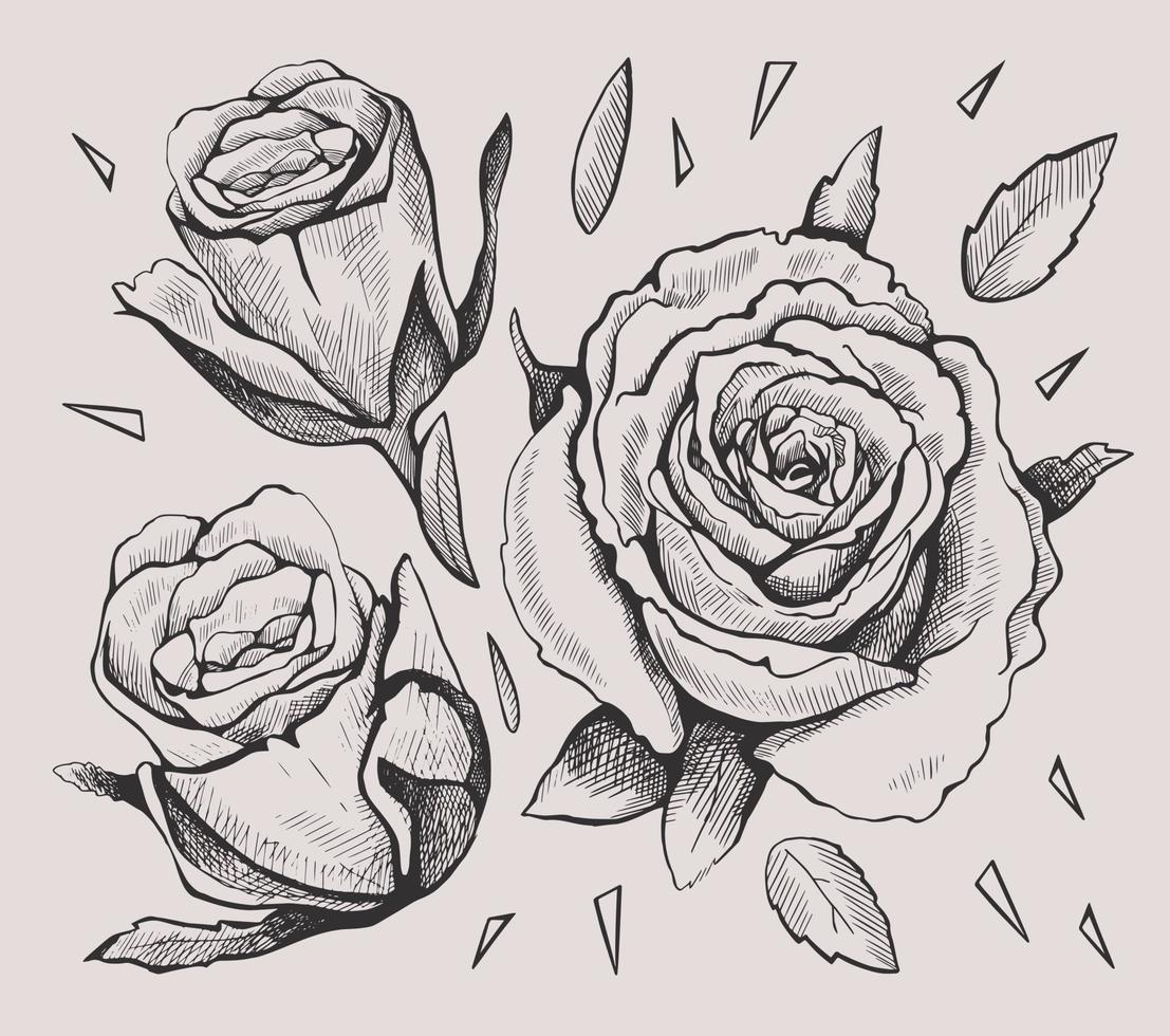 impostato di disegnato grafico Rose. vettore illustrazione.