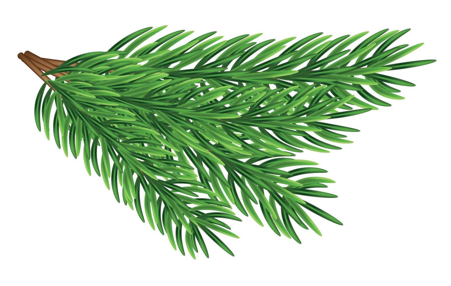 verde abete rami, decorazione per Natale e nuovo anno su un' trasparente e bianca sfondo. universale modello per volantini, cartoline, prezzo tag, inviti, Natale albero vettore no raster