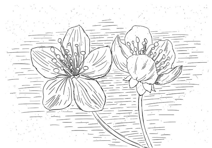 Illustrazione vettoriale di fiore gratis