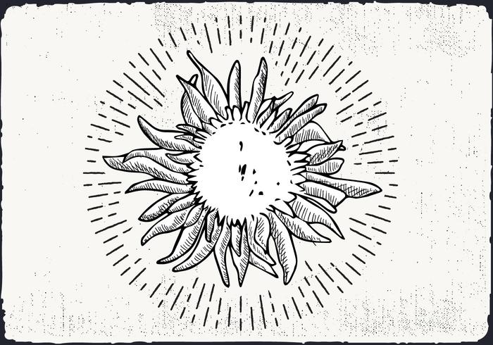 Sfondo di girasole disegnato a mano vettore