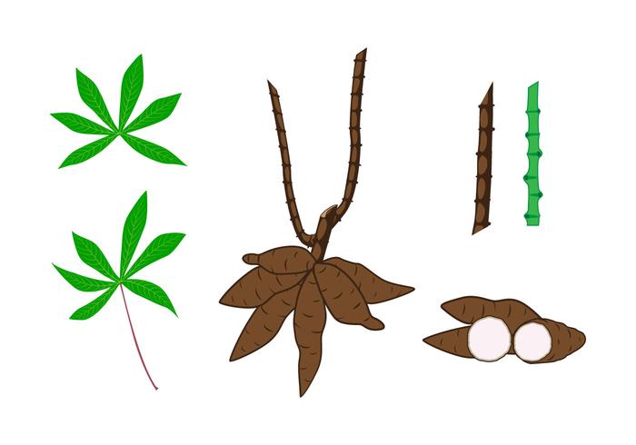 Vettori di elemento pianta di manioca