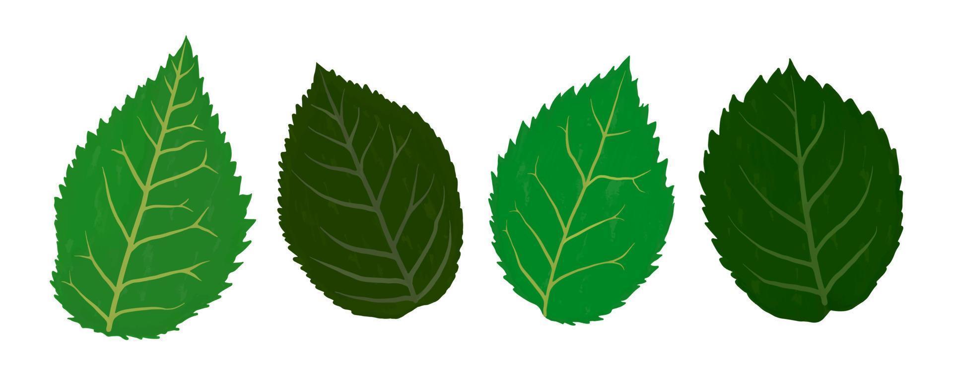 rosa le foglie guazzo piatto illustrazioni impostare. verde le foglie isolato su bianca sfondo per involucro carta, sfondo vettore