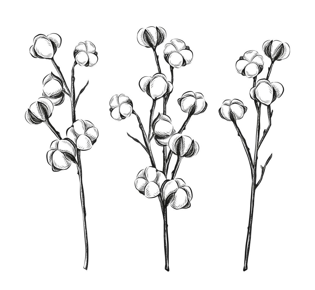 vettore collezione di mano disegnato cotone fiore su un' bianca sfondo.