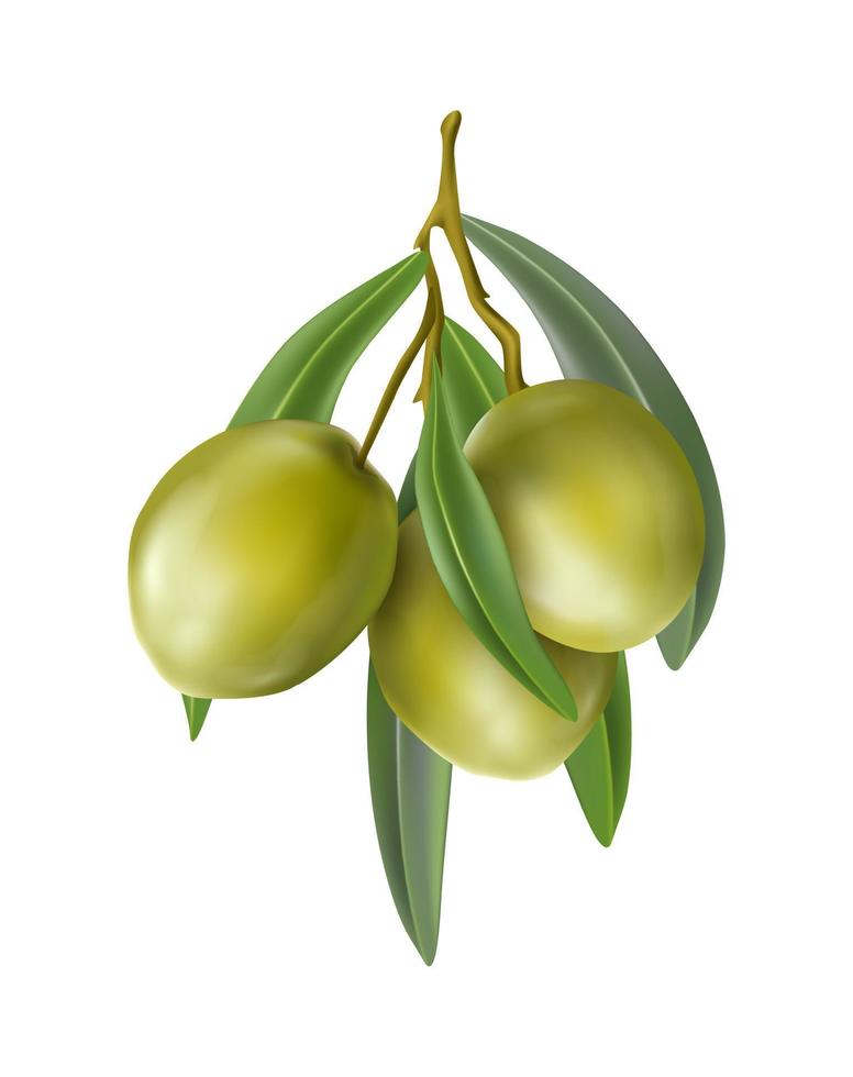 3d realistico vettore icona. verde olive ramo.
