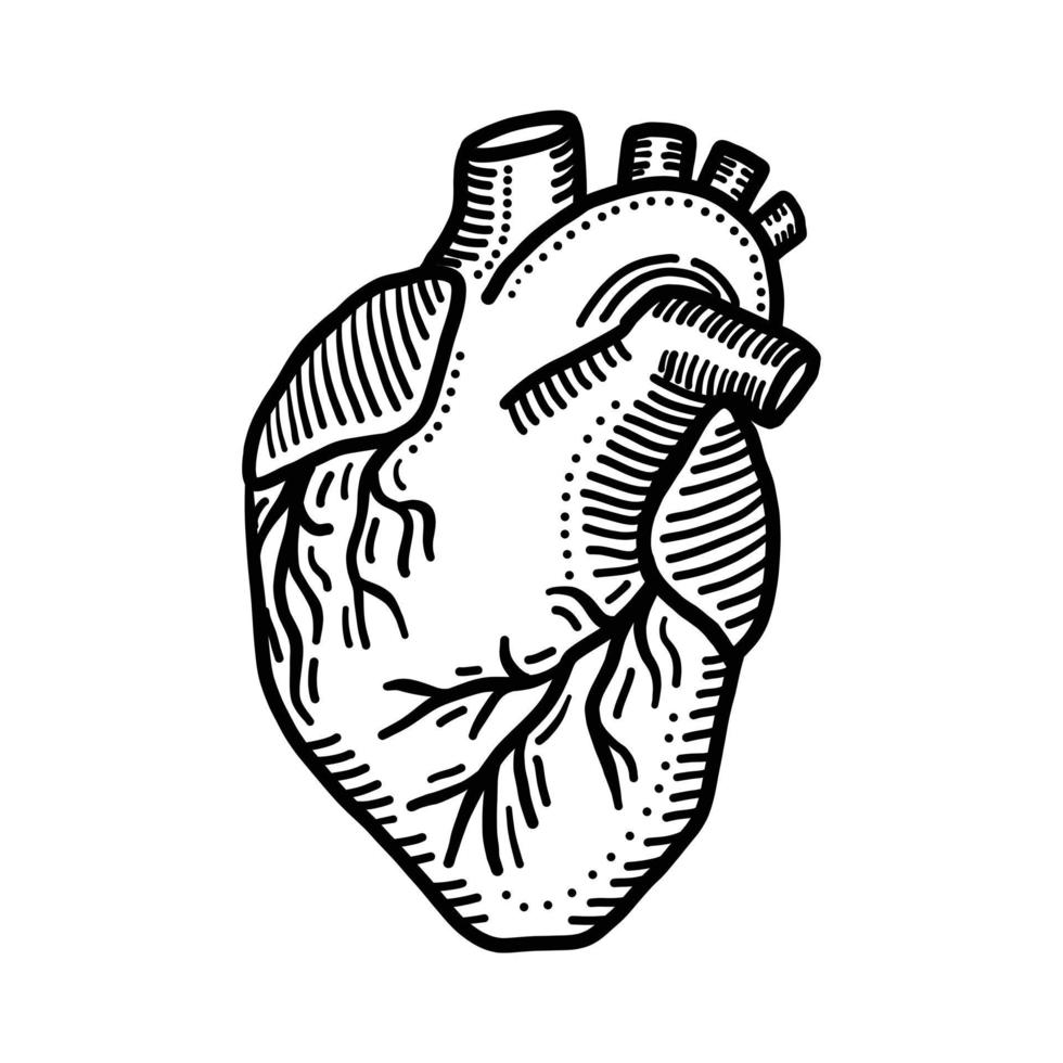 cuore organo icona, mano disegnato stile vettore