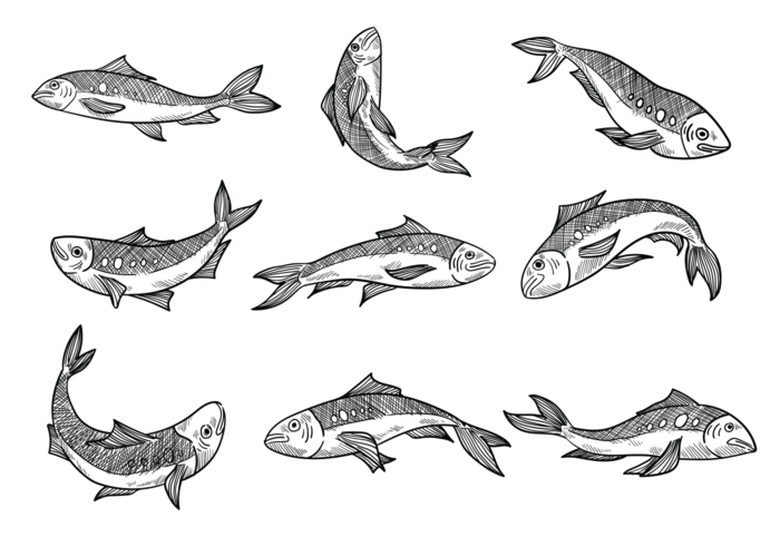 Vettori di sardine disegnati a mano libera