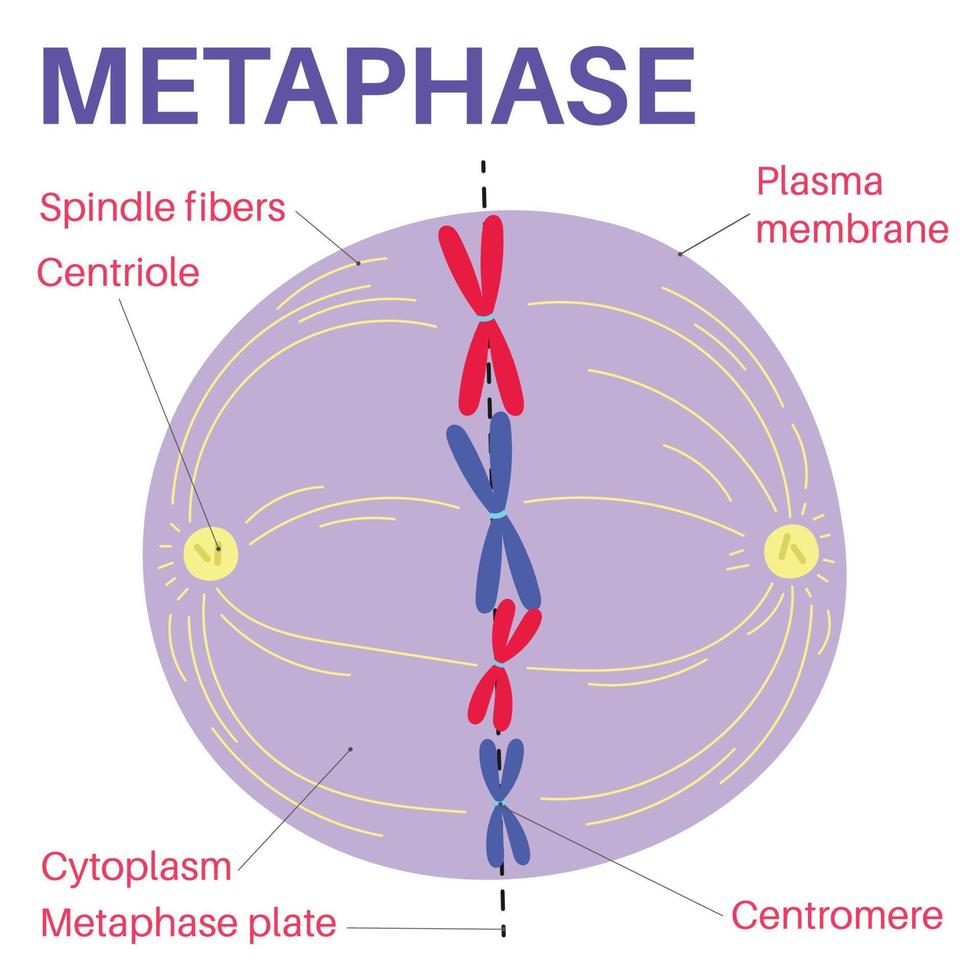 metafase è un' palcoscenico di mitosi nel il eucariotico cellula ciclo. vettore