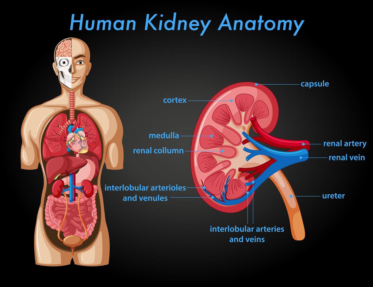 poster informativo di anatomia del rene umano vettore