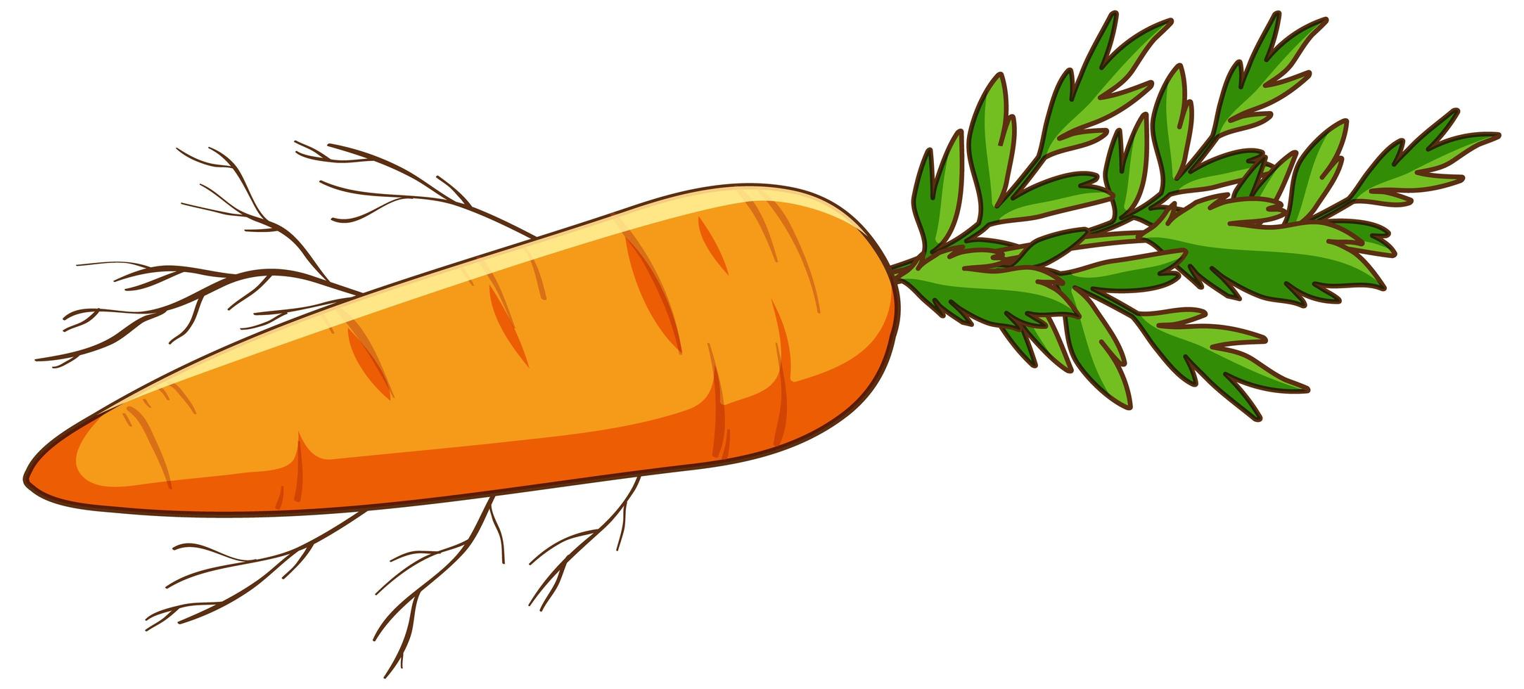 semplice carota su sfondo bianco vettore