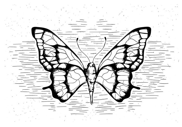 Farfalla di vettore disegnato a mano libera