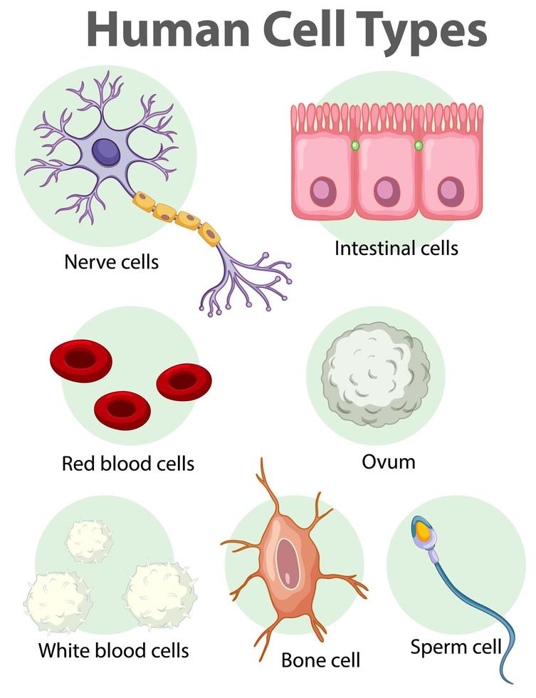 poster informativo sulle cellule umane vettore