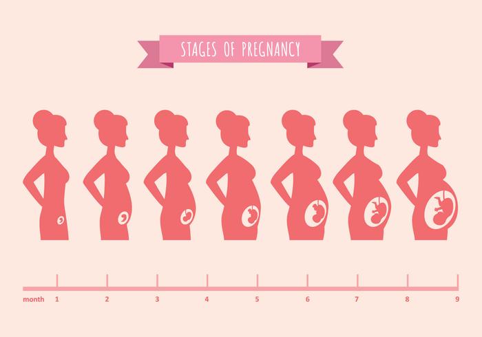 Illustrazione vettoriale di siluette femminili incinte