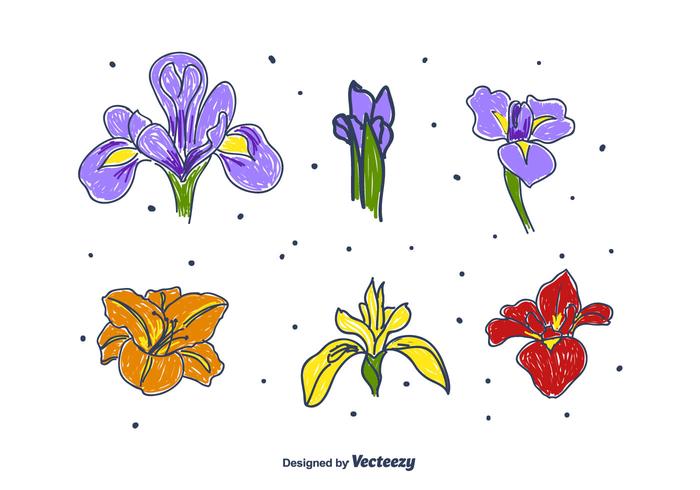 Set di fiori di Iris disegnati a mano vettore