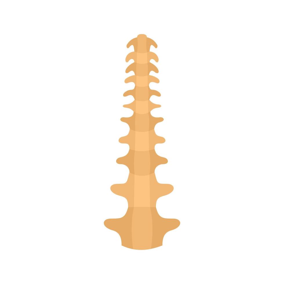 umano colonna vertebrale icona, piatto stile vettore