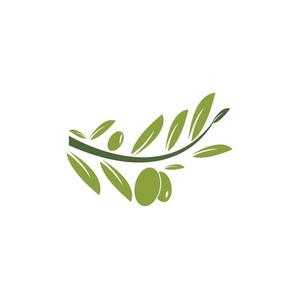 modello logo oliva vettore