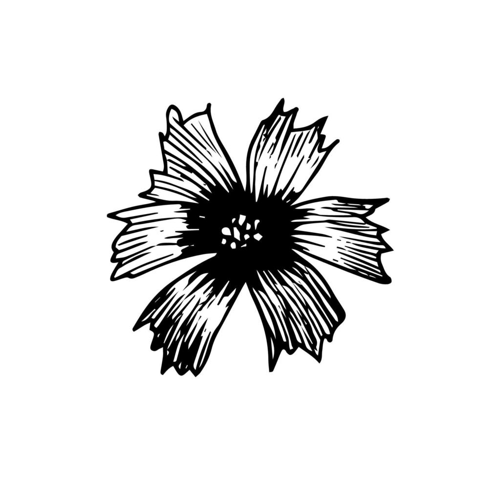 vettore disegno di un ha aperto fioritura fiore nel il incisione stile. tracciato illustrazione di un' nero fiore isolato su un' bianca sfondo. buio centro di il fiore