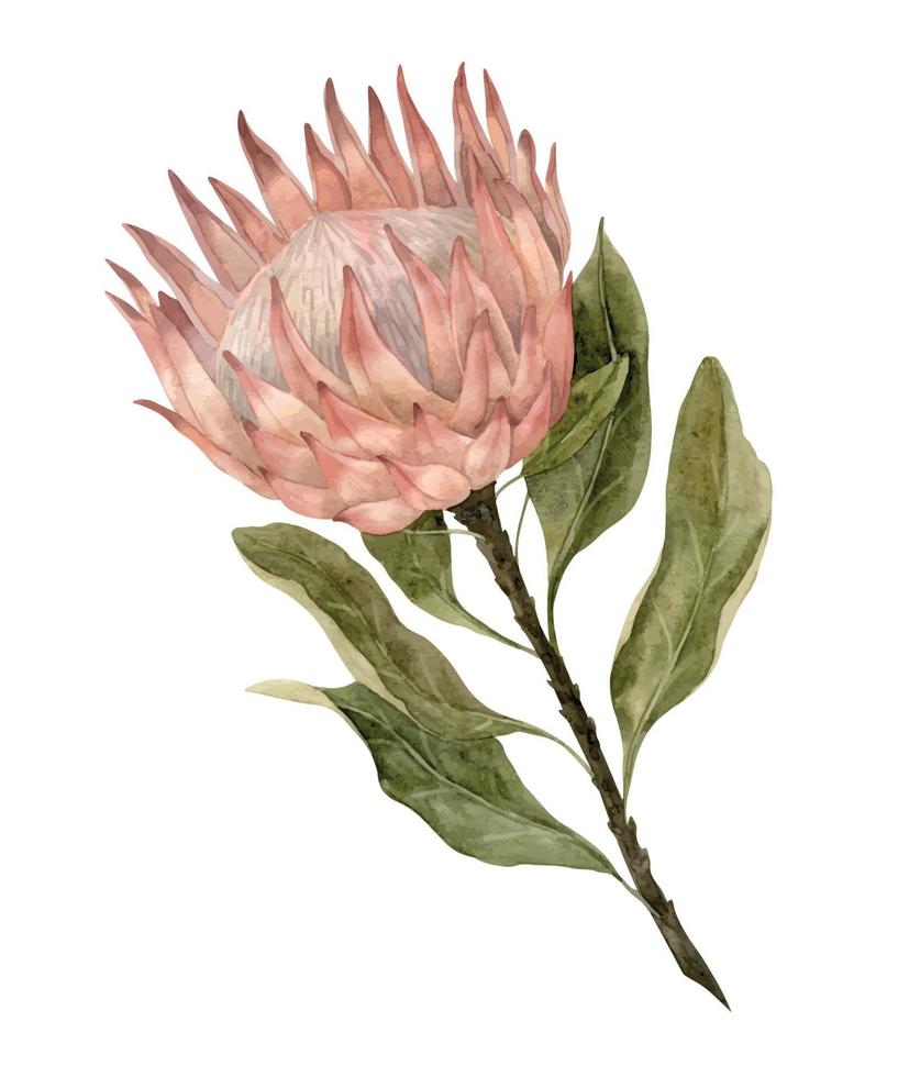 asciutto protea acquerello illustrazione. mano disegnato schizzo di secco pianta nel boho stile per nozze inviti o saluto carte. Vintage ▾ botanico disegno su isolato sfondo nel pastello colori. vettore