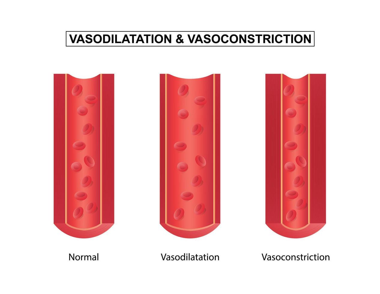 normale, vasodilatazione e vasocostrizione sangue nave, vettore illustrazione