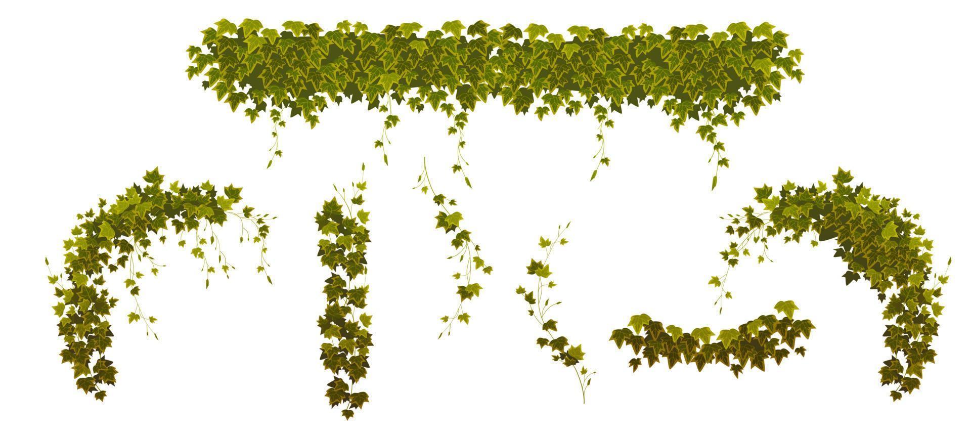 edera arrampicata viti con verde pianta le foglie impostato vettore